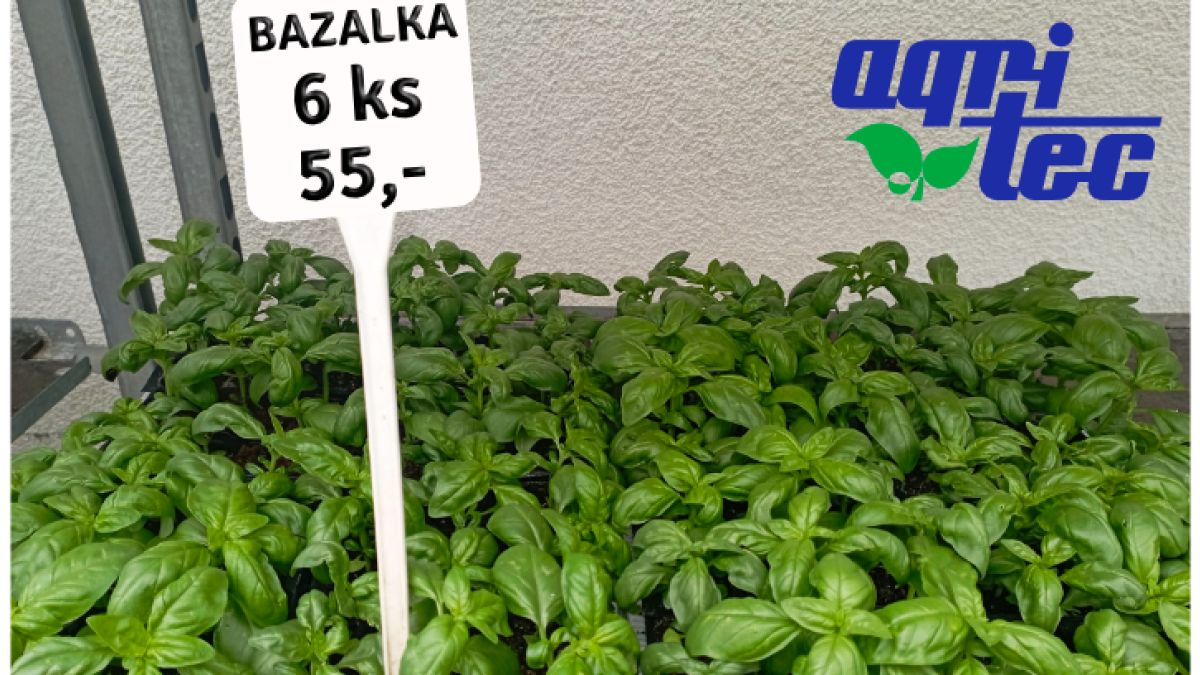 Bazalka - Agritec