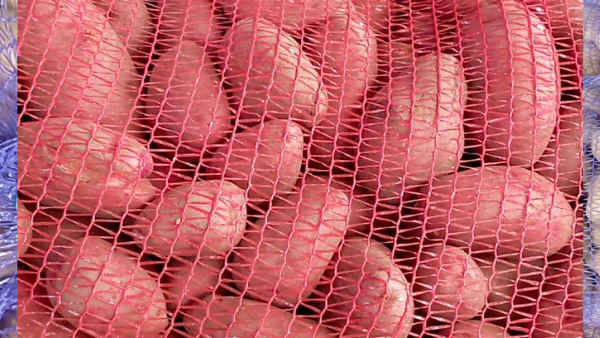 brambory na uskladnění - Agritec