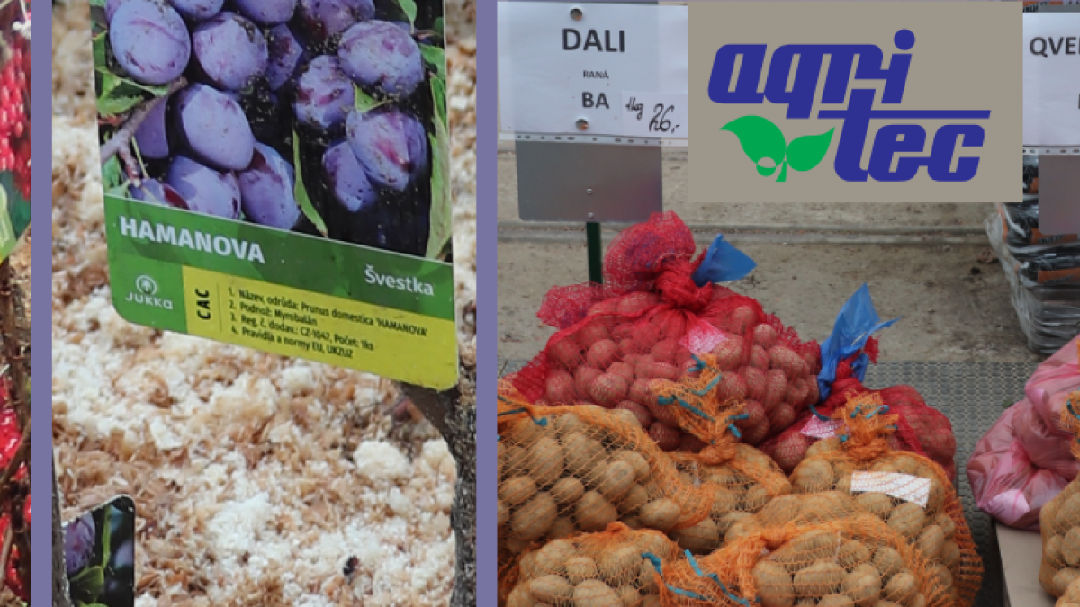 sadbové brambory a stromky