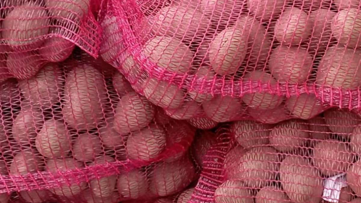 Brambory na uskladnění