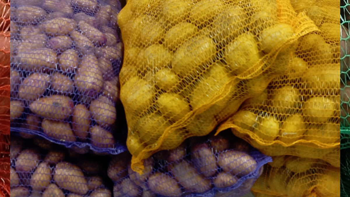 brambory na uskladnění