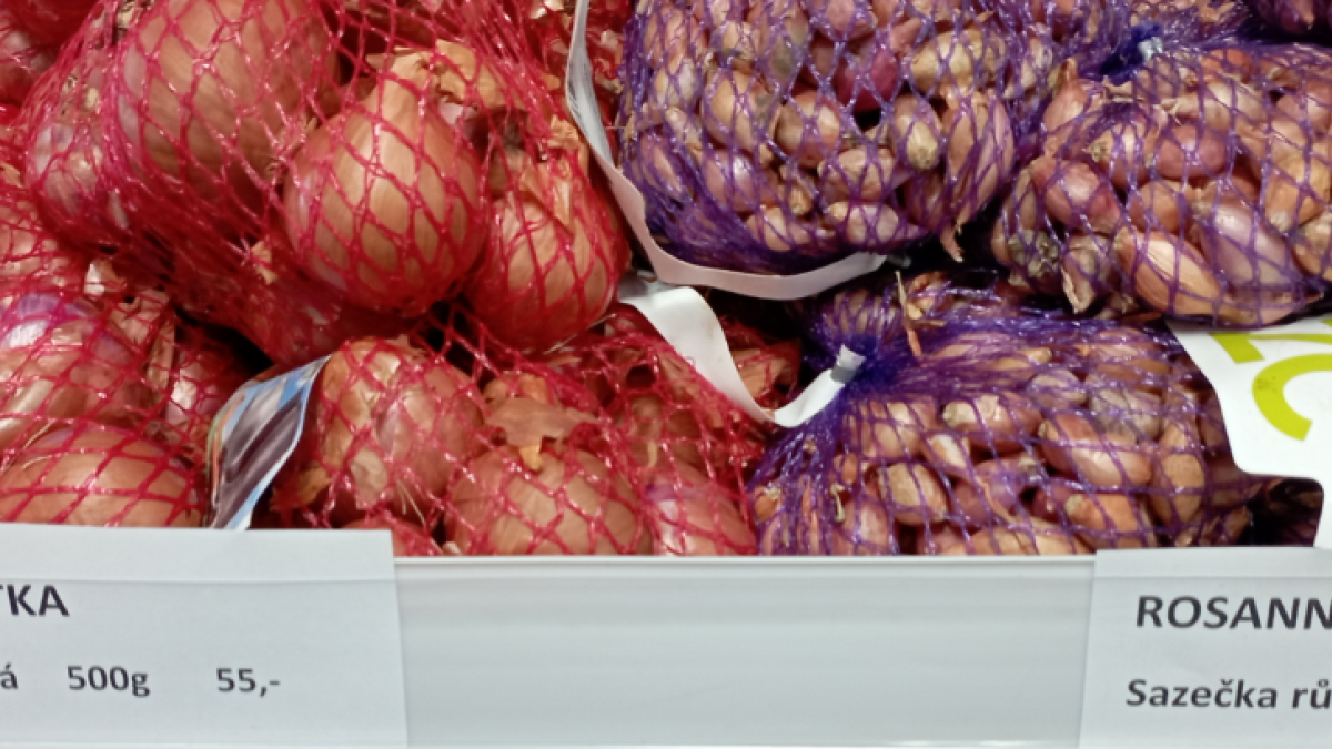 Cibule šalotka, sazečka