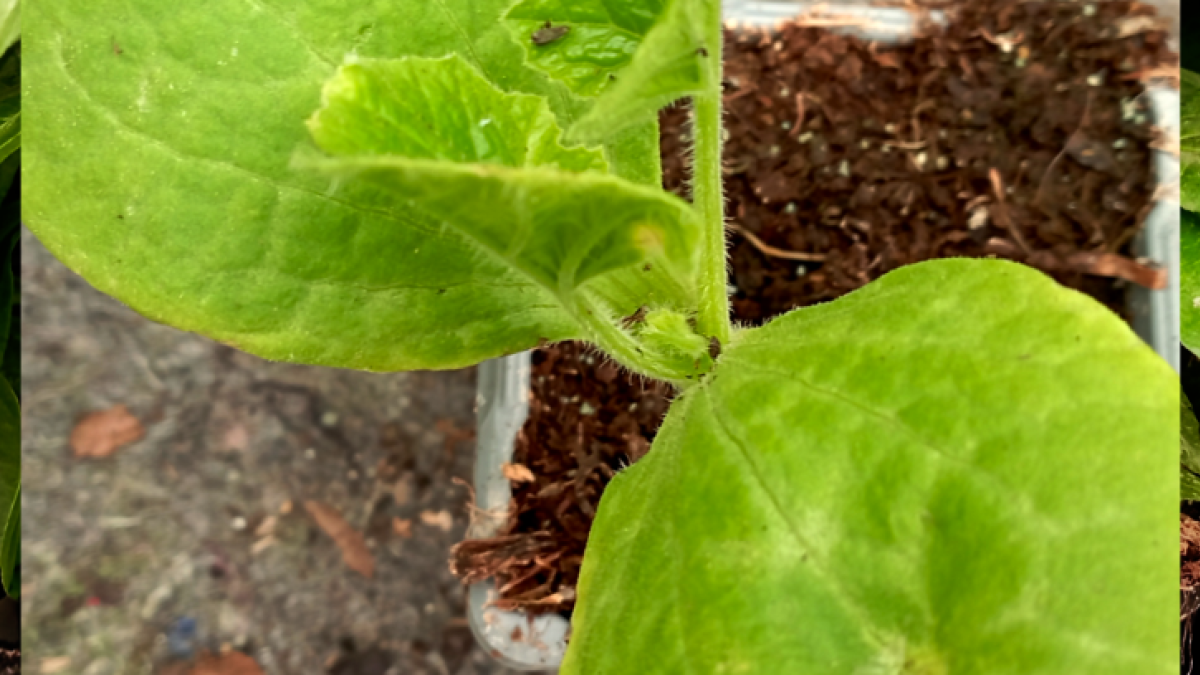 Dýně Hokaido a paprika Habanero (Agritec)