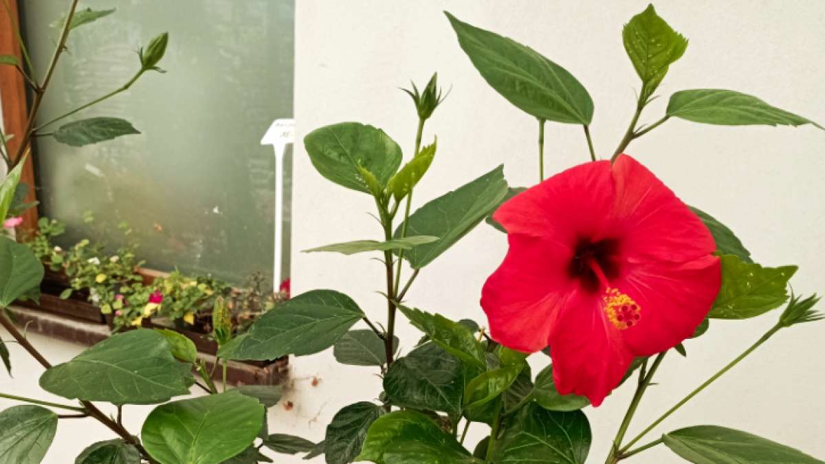 výprodej ibišků - Agritec