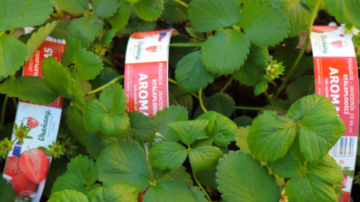 Jahody v Agritecu