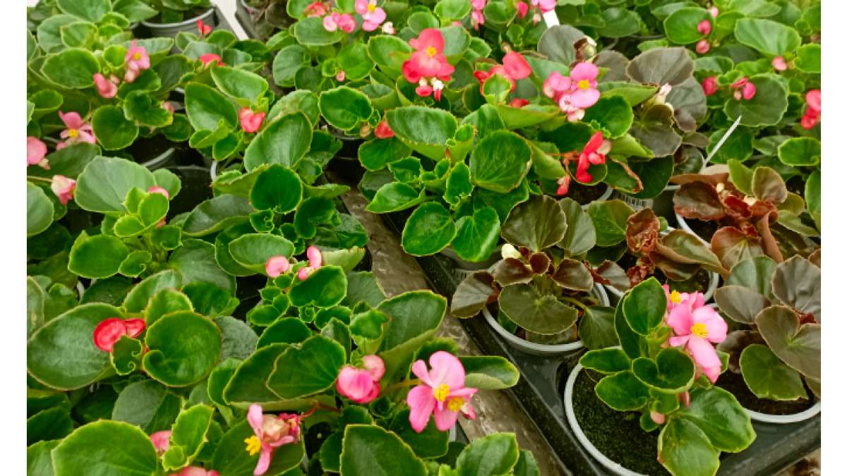 Letničky a balkónové květiny – Agritec