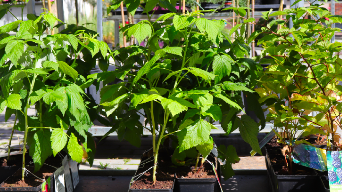 malinik a ostružiník