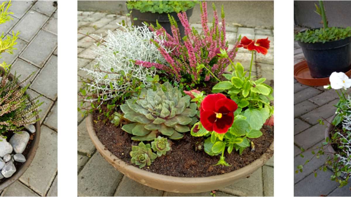 osázené misky - Agritec