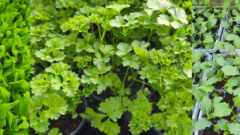 petrželka, salát, kedluben