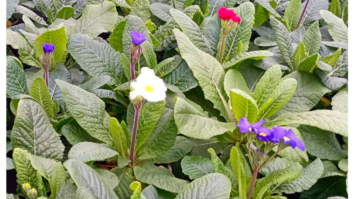 primule - Agritec - leden 2025