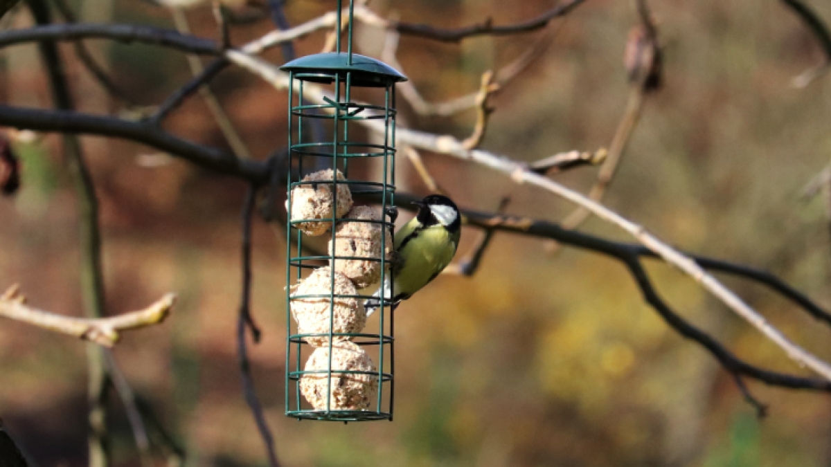 Krmivo pro venkovní ptactvo