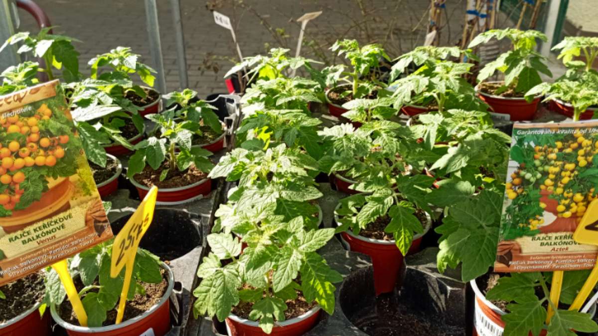 sazenice rajčat - Agritec