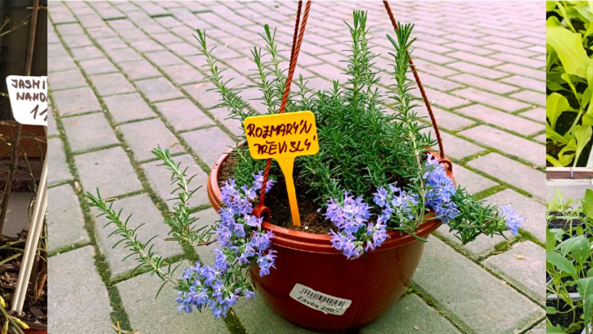 Rozmarým, jasmím, kedlubny