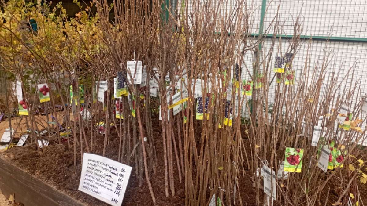 Stromový a keřový rybíz a angrešt