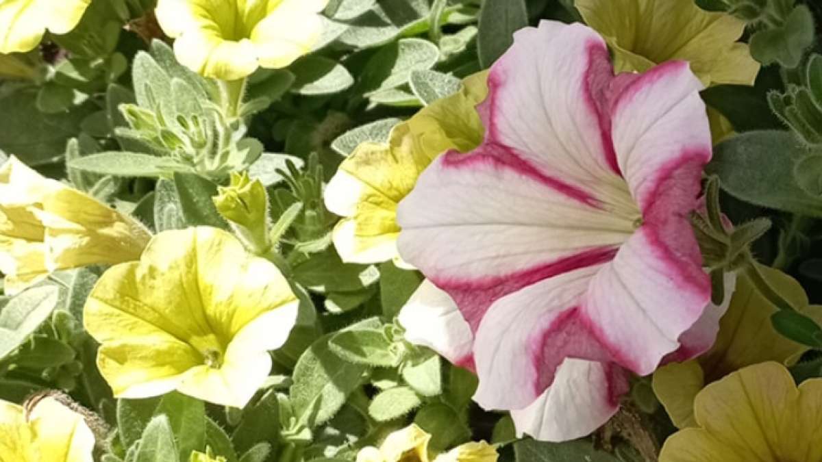 Surfinie - výprodej