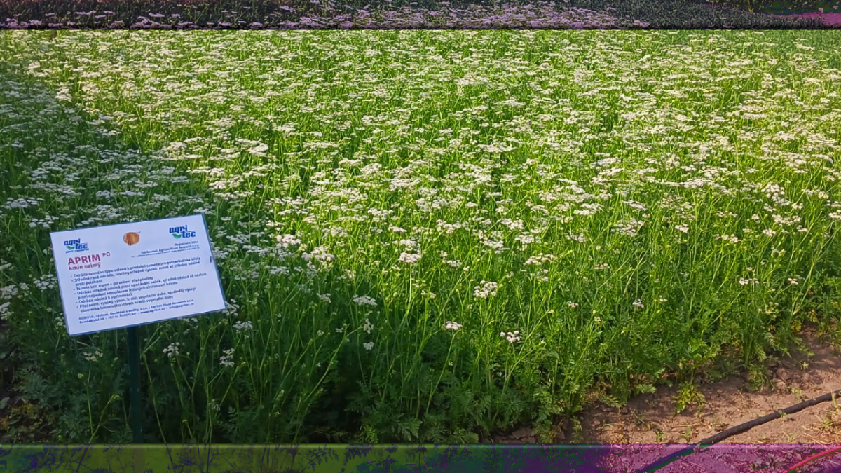 Naše pole, 10.–11. 6. 2025, Nabočany