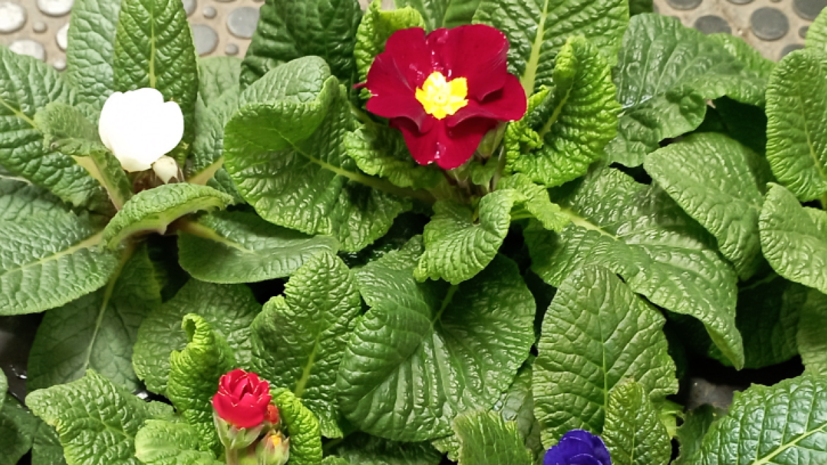 První primulky – 25 Kč za kus