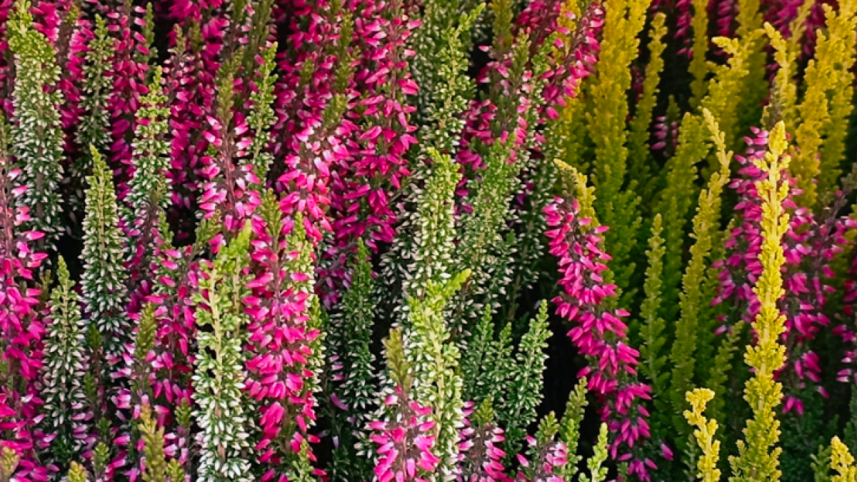 VŘESY různých barev – 56&nbsp;kč za kus