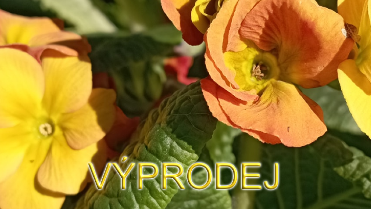 VÝPRODEJ levandule za 35 Kč, primule za 15 Kč, asparát za 20 Kč