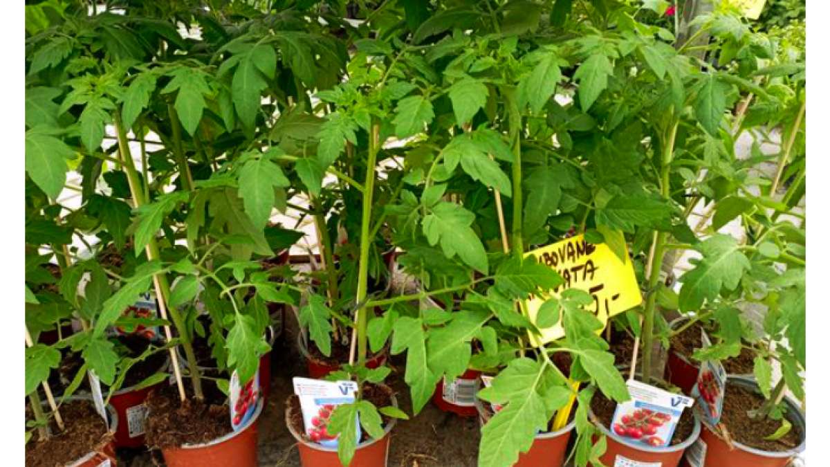 roubovaná zelenina - prodejna Agritec