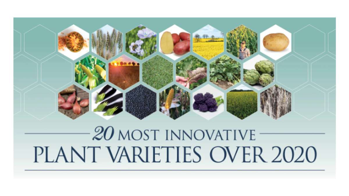20 most innovative plant varieties 2020 – AGRAM