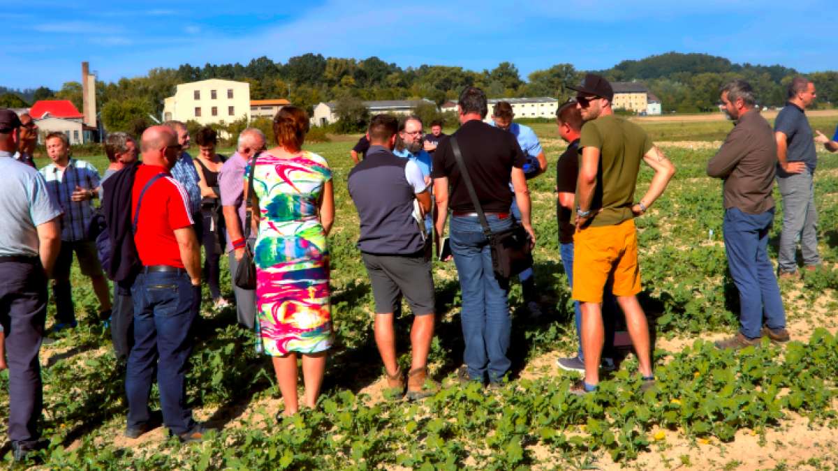 Využití leguminóz jako doprovodných plodin pro obiloviny a řepku – workshop 2023-09-27