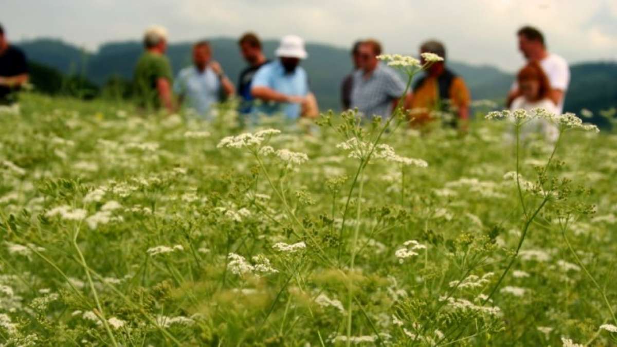 Naše pole v Nabočanech a Polní dny luskovin, lnu, konopí a kmínu v Šumperku