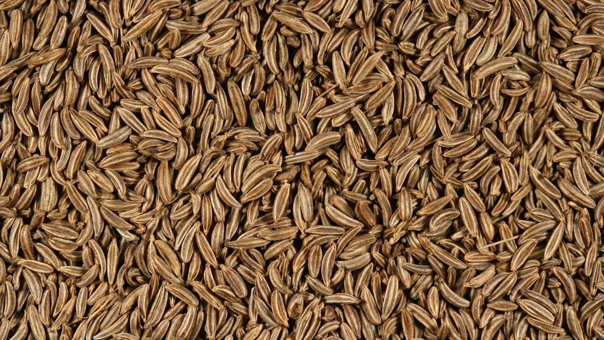 The methodological principles for the cultivation of caraway – APRIM