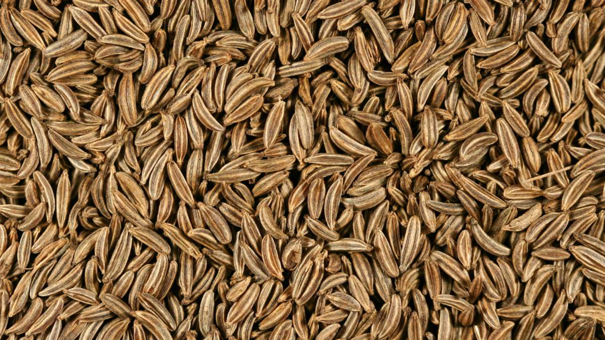 kmín ilustrační foto