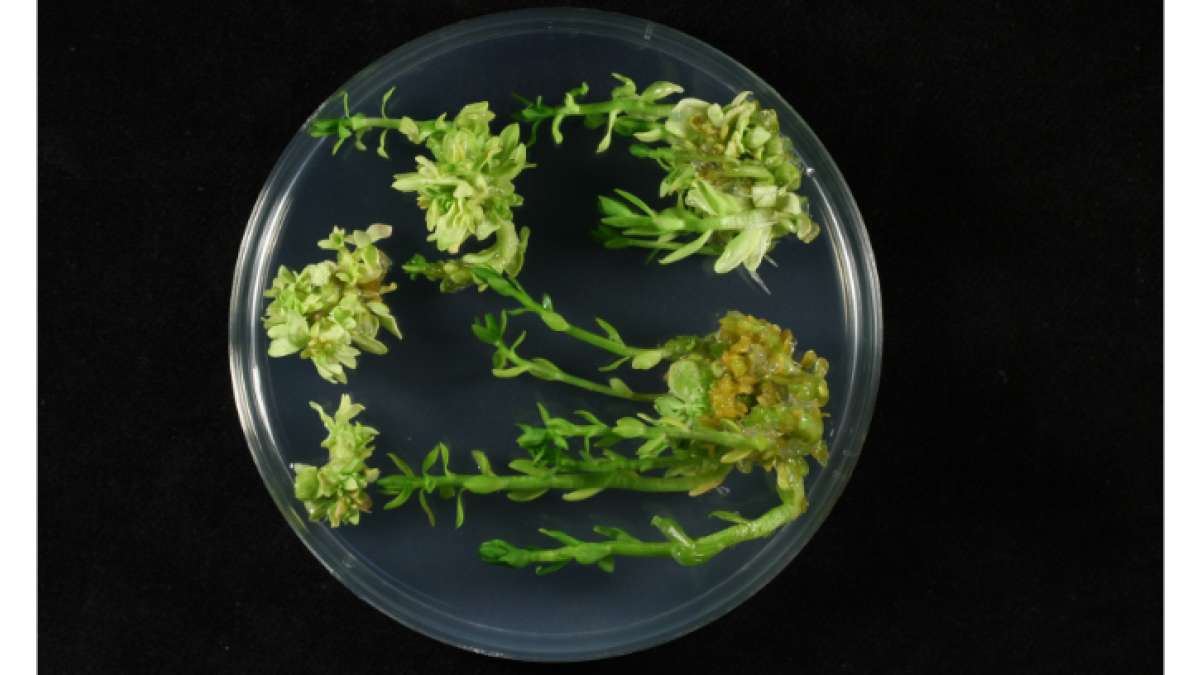 Laboratorní služby Agritec