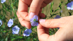 Šlechtění v Agritecu