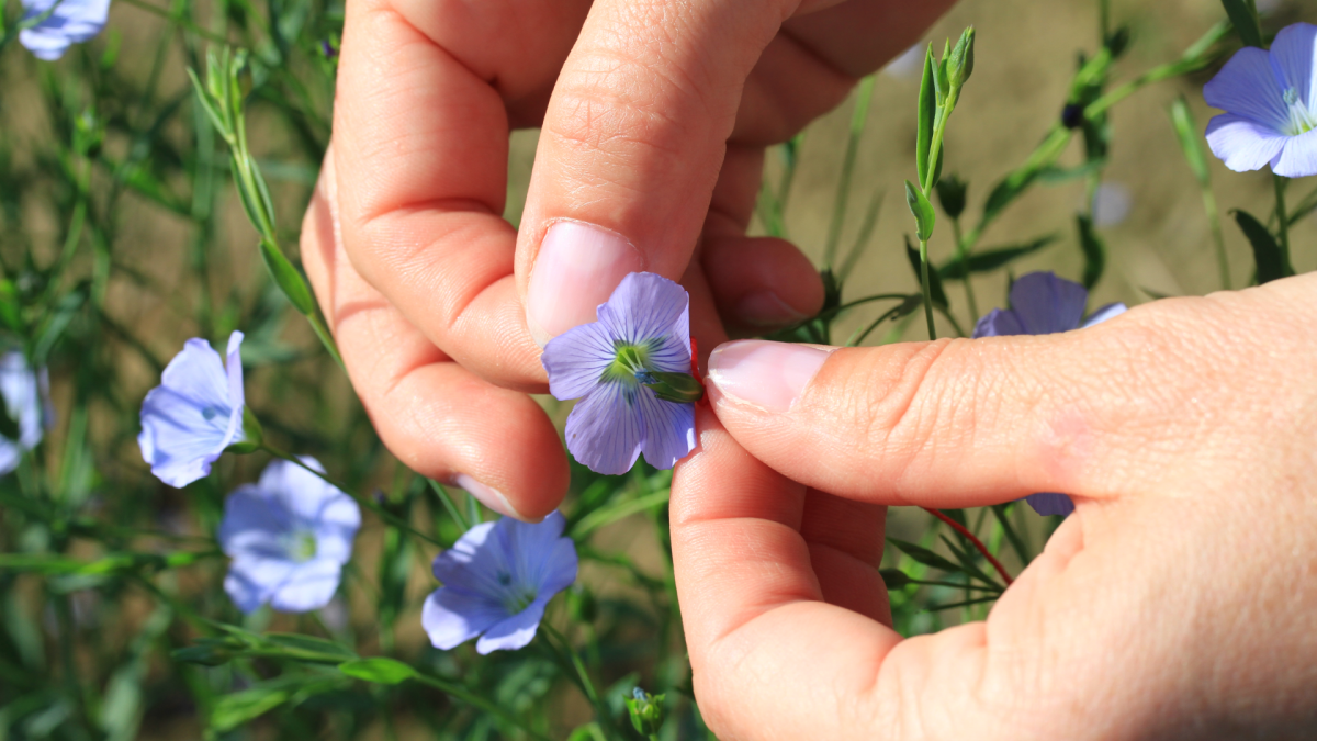 Šlechtění rostlin
