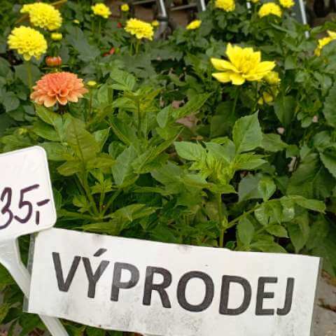 Jiřiny - výprodej