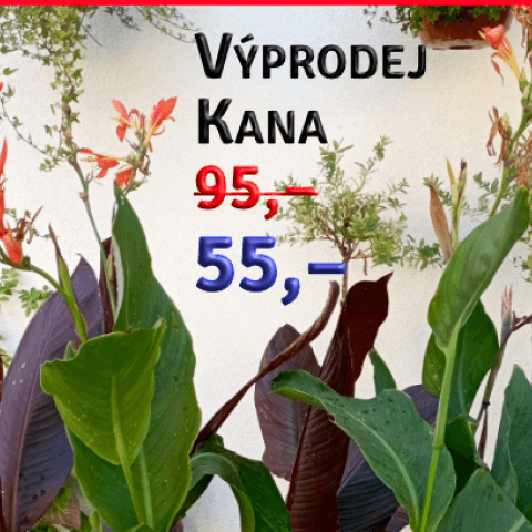 Kana - výprodej