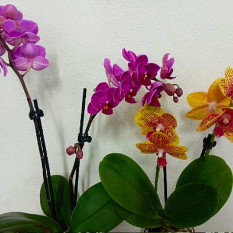 orchideje