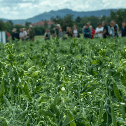 Polní dny Agritec 2023