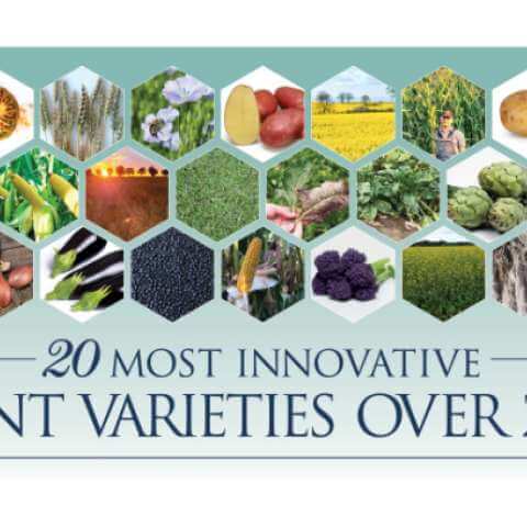 20 most innovative plant varieties 2020 – AGRAM