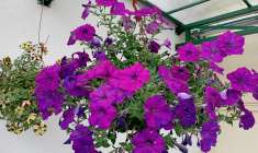 osázený závěsný květináč