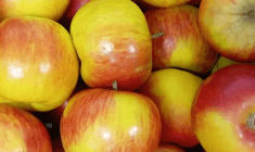 Jablka Topaz