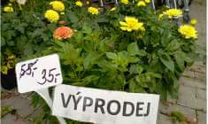 Jiřiny - výprodej