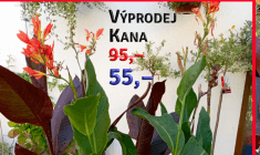 Kana - výprodej