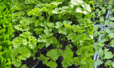 petrželka, salát, kedluben