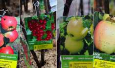 rybíz jabloně hrušně