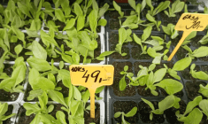 První saláty do skleníku