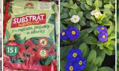 Cibule sazečka, supresivní substráty pro výsevy, primule